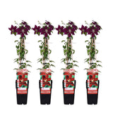 4x - Clematis niobe - ↨65cm - Ø15