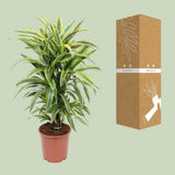 Dracaena Fragrans Deremensis Grp Lemon Lime - Ø24cm - ↕100cm