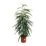 Ficus binnendijkii 'alii' - Ø17cm - ↕50cm