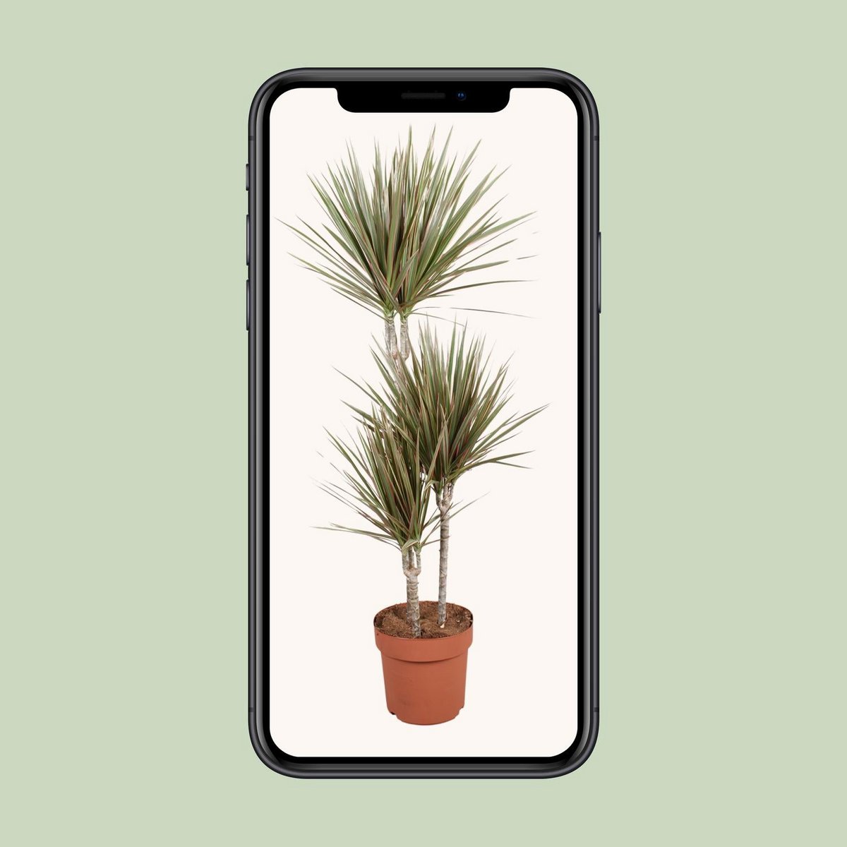 Image de diapositive