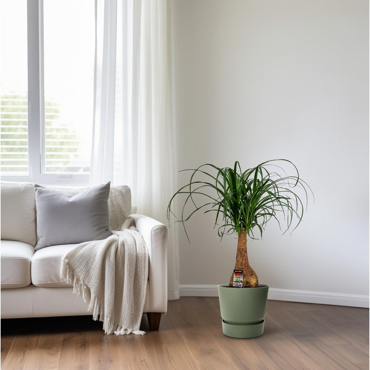 Beaucarnea Nolina en intérieur - Ambiance chaleureuse