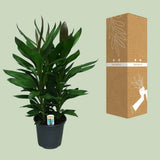 Détail du feuillage de la Cordyline Glauca, plante d'intérieur