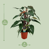 Plante artificielle Philodendron pyramide Ø19 cm H75 cm