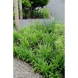 3x - Carex Morrowii 'Ice Dance' - ↨30cm - Ø14
