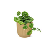 Scindapsus argyraeus en pot de 14 cm