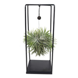 Tillandsia Cube Mix Grand - Ø20cm - ↕35cm