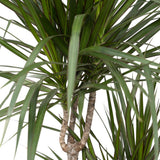 Dracaena marginata - Dragonnier - Ø21cm - ↕115cm