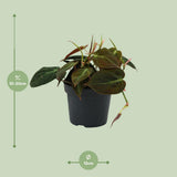 Philodendron Flashing - Ø12cm - ↕15cm