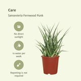 2x Sansevieria Fernwood Punk - Tongue femme - 30cm - Ø12