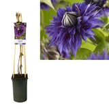 Clématite Multi Bleu en pot Ø17 cm hauteur 75 cm