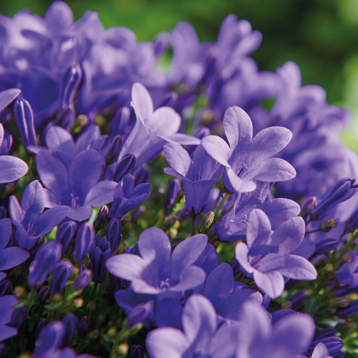 Bac de balcon blanc avec 3 campanules violettes pot Ø12 cm