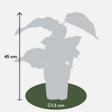 Lot de 3 plantes kiwi Actinidia deliciosa 'Jenny'