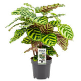Plante artificielle Calathea makoyana Ø14 cm hauteur 45 cm