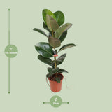 Ficus élastique robuste 21 cm - Ø21cm - ↕95cm