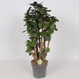 Polyscias Fabien - Ø24cm - ↕90cm