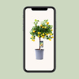 Citrus calamondin - Ø15cm - ↕45cm