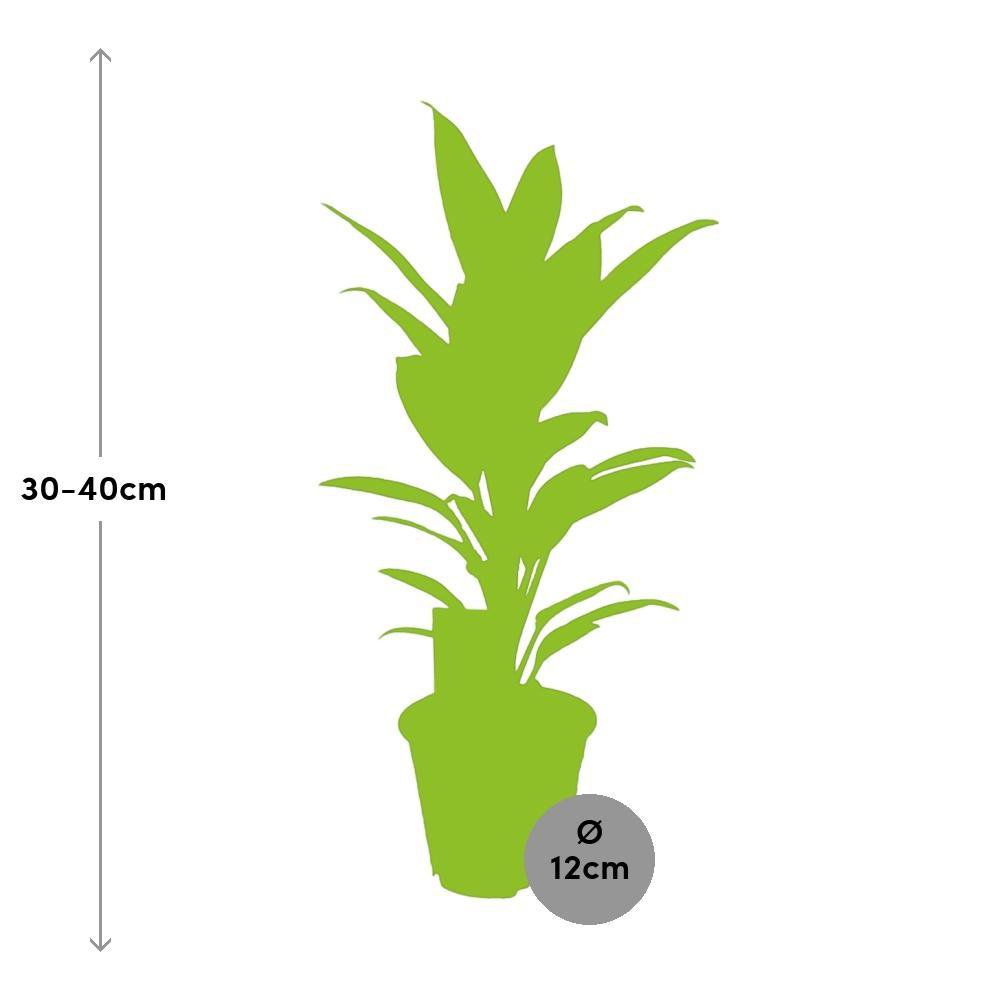 Cordyline Rumba - Ø12cm - ↕40cm