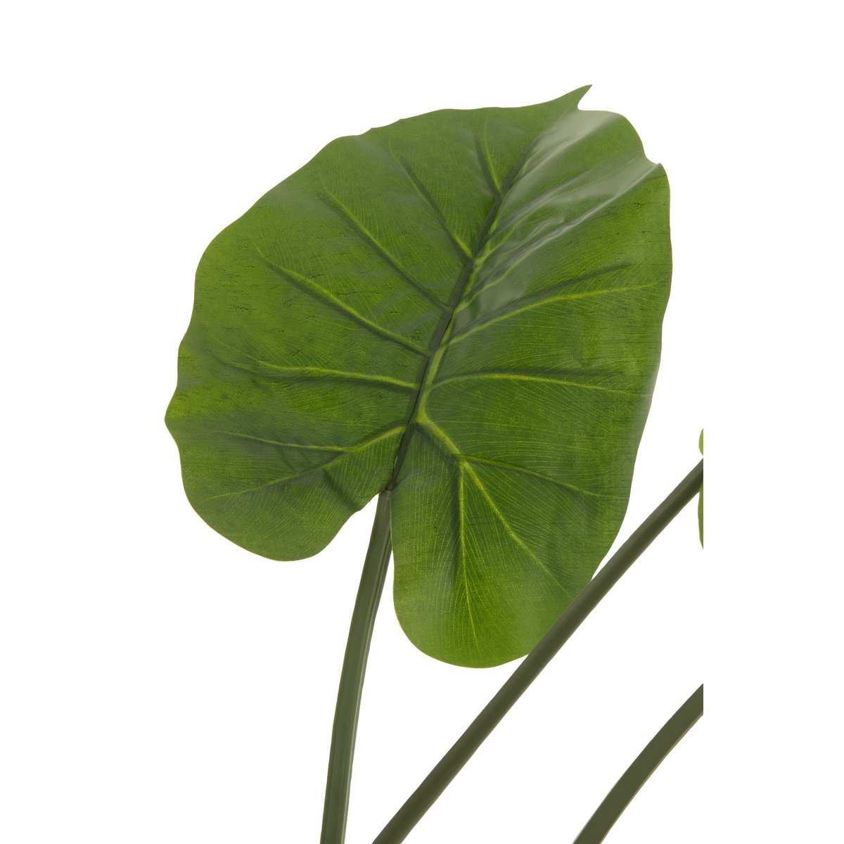 Plante Taro Wild J-Line en pot, vue d'ensemble avec feuillage vert luxuriant.