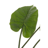 Plante Taro Wild J-Line en pot, vue d'ensemble avec feuillage vert luxuriant.