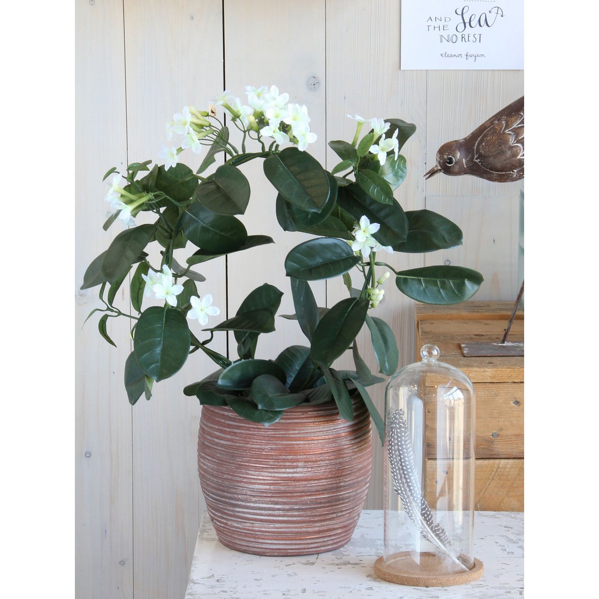 Détails de la plante Stephanotis dans un décor moderne