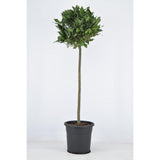 Laurus Nobilis Bol OP Stam - Ø25cm - ↕120cm