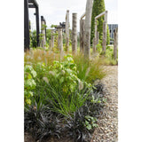 Blackison de la plante Ophiopogon - Ø14cm - ↕30cm