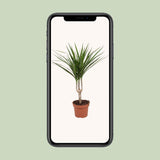 Dracaena Marginata - Ø12cm - ↕50cm