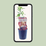 Ribes Hinnonmaki Röd (Rode Kruisbes) - Ø12cm - ↕30cm