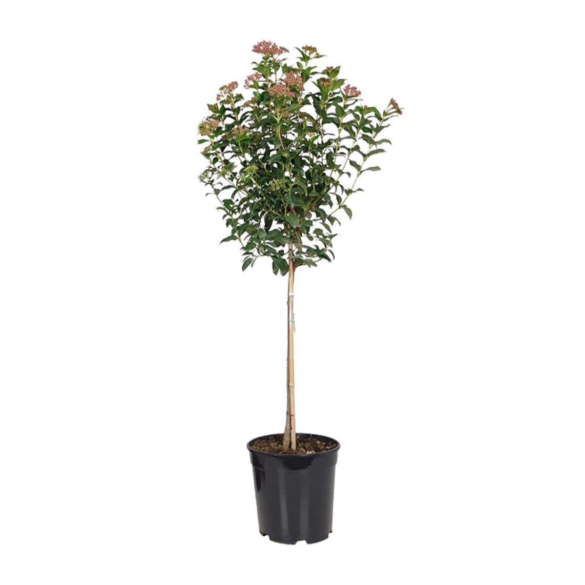 Détail des fleurs du Viburnum tinum - grappes blanches