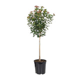 Détail des fleurs du Viburnum tinum - grappes blanches