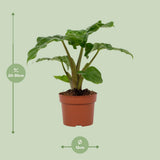 Plante Alocasia Low Rider 12 cm verte