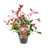 Photinia Fras. 'Marbre rose' - Ø19cm - ↕30cm