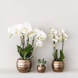Orchidée phalaenopsis rouge et jaune en pot céramique