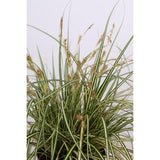 Carex Hachijoensis Evergold - Ø19cm - ↕40cm - Ø14 - ↨30cm