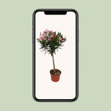 Nerium Oleander - Ø18cm - ↕80cm