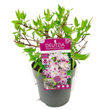 Deutzia 'Raspberry Sundae' - Ø19cm - ↕30cm