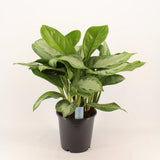Plante artificielle Aglaonema vert marbré argenté - Ø24 cm - 70 cm