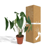 Alocasia Zébrina - Ø19cm - ↕75cm