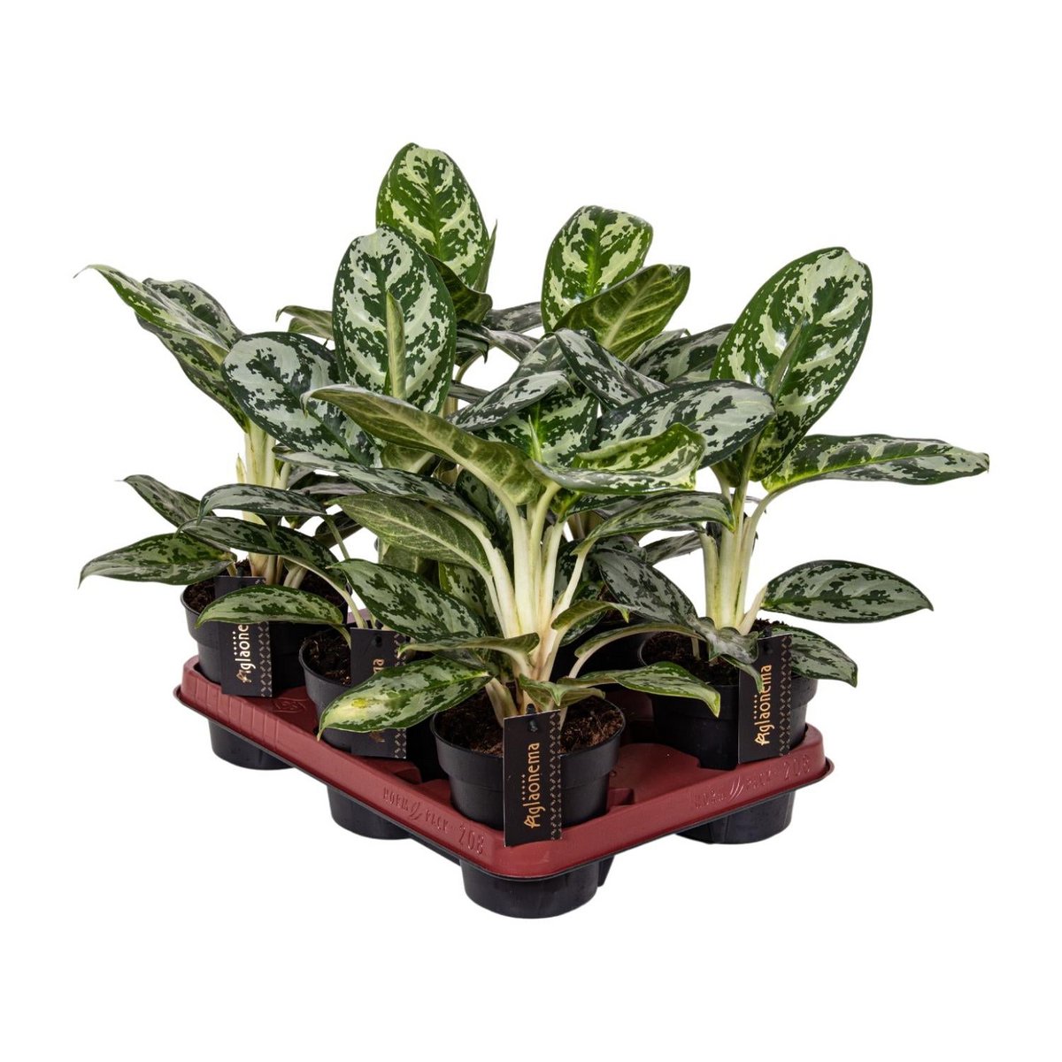 Détail des feuilles de l'Aglaonema Amazon Silver