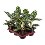 Détail des feuilles de l'Aglaonema Amazon Silver