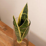 Sansevieria en Verre Cylindre - ø12cm - ↕30cm