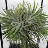 Tillandsia Cube Mix Grand - Ø20cm - ↕35cm