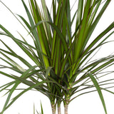 Dracaena marginata - Dragonnier - Ø17cm - ↕70cm