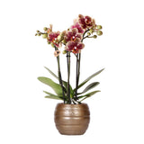 Orchidée phalaenopsis rouge et jaune en pot céramique