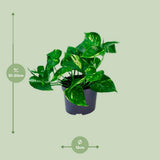 Plante Epipremnum doré Ø12 cm Hauteur 20 cm