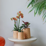 Maison Colibri | Pot décoratif Candy - Pêche - Ø9cm