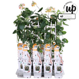 Lonicera Hybride 'Celestial - Ø15cm - ↕65cm