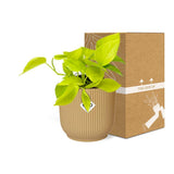 Epipremnum pinnatum jaune 14 cm