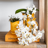 Cache-pot poisson en céramique orange Ø6 cm