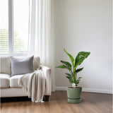 Nicolai Strelitzia - Ø17cm - ↕70cm